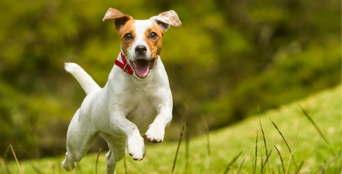 Ein Hund ist springt unbeschwert über eine Wiese. 