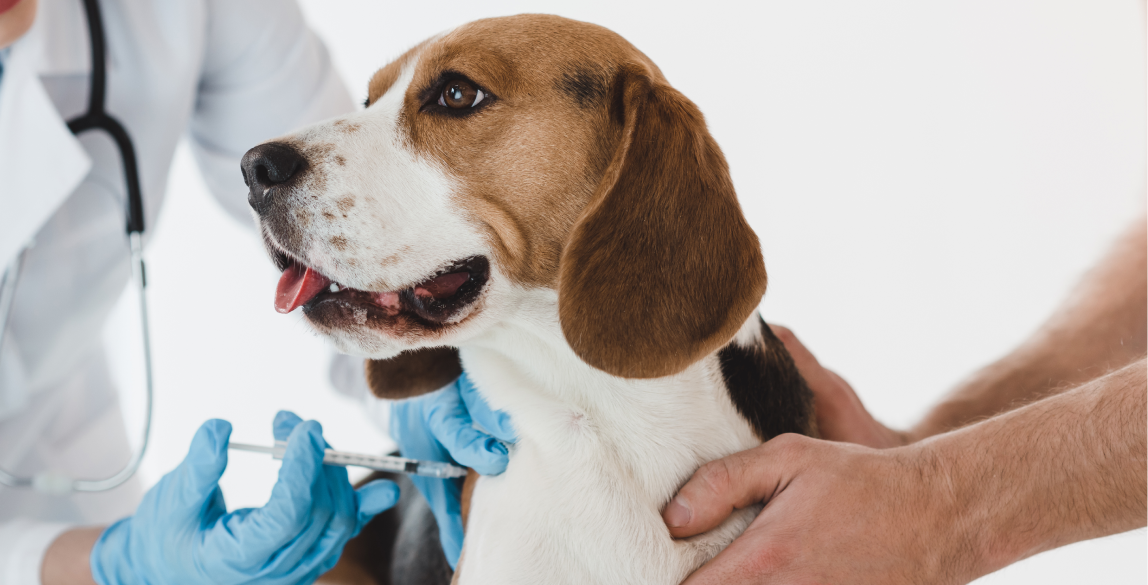 Ein Hund erhält eine Staupeimfung beim Tierarzt.