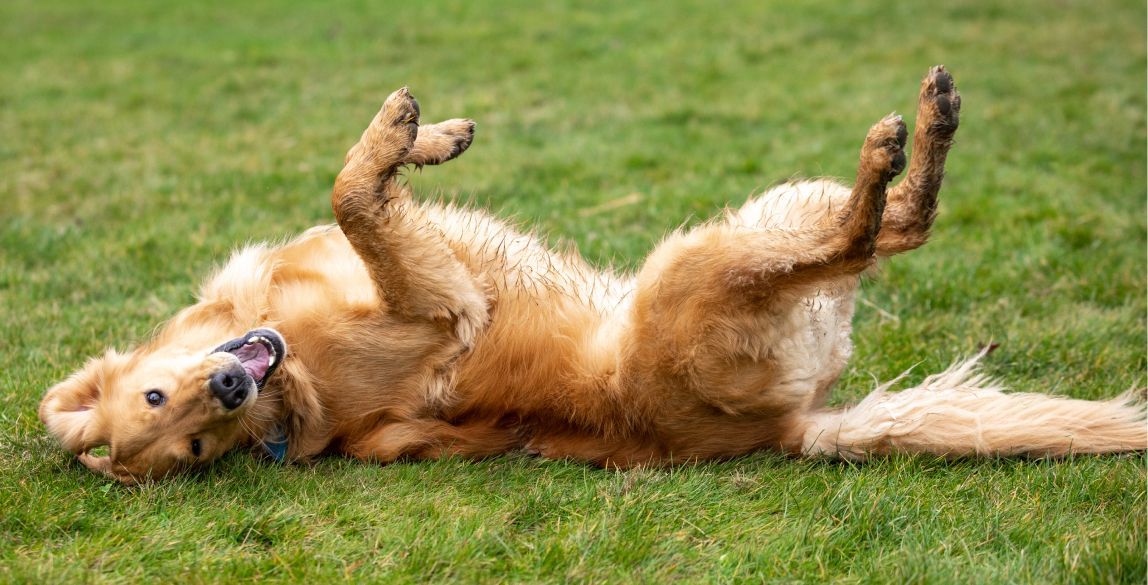 Ein Hund spielt unbeschwert auf einer Wiese. Seine Besitzer haben eine Hundehaftpflicht- und OP-Versicherung für ihn abgechlo