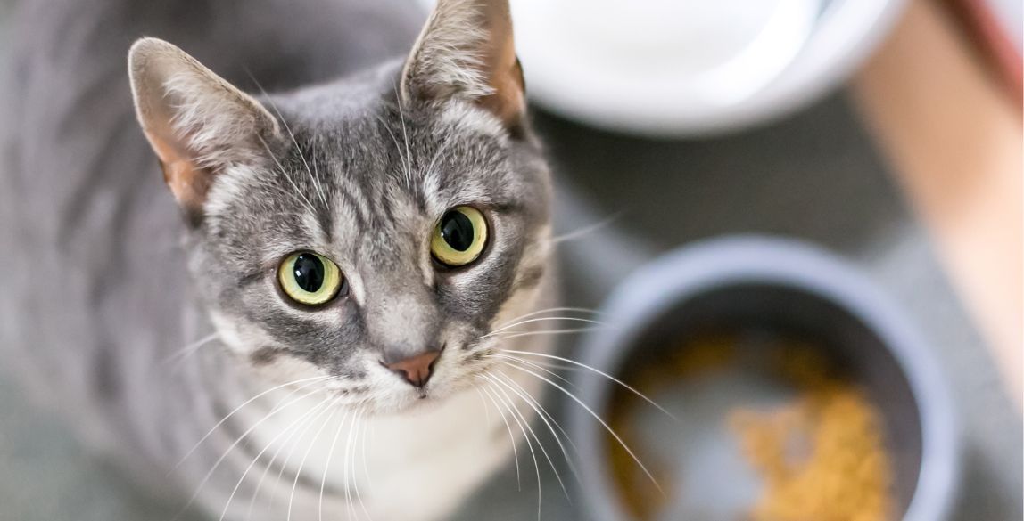 Eine Katze steht vor ihrem Fressnapf und frisst nicht.