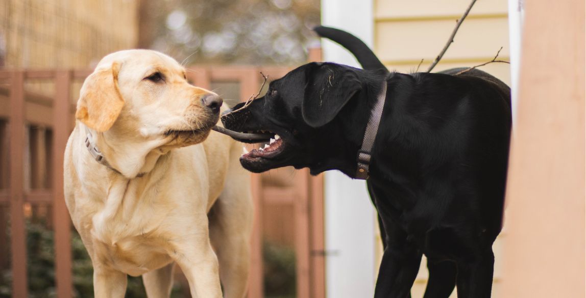 Zwei Labradore spielen mit einem Stock.