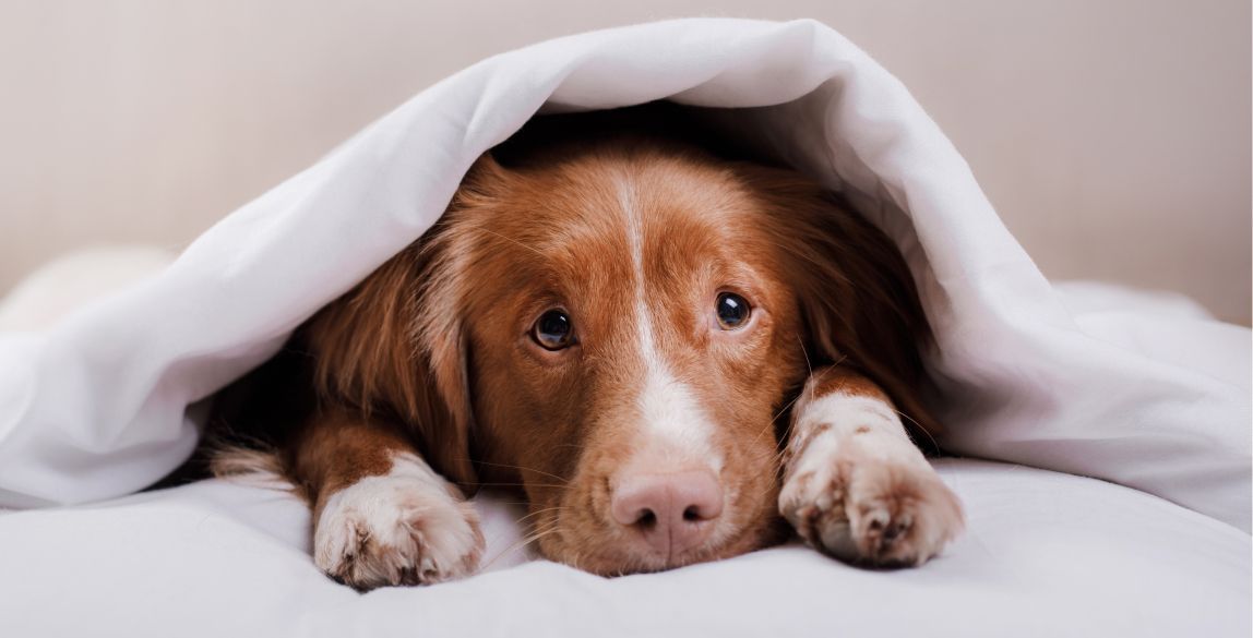 Ein Hund liegt krank im Bett und versteckt sich unter der Bettdecke.