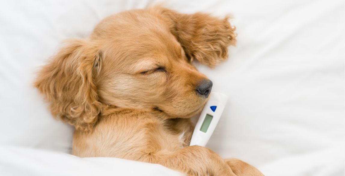 Ein Welpe mit einem Fieberthermometer.