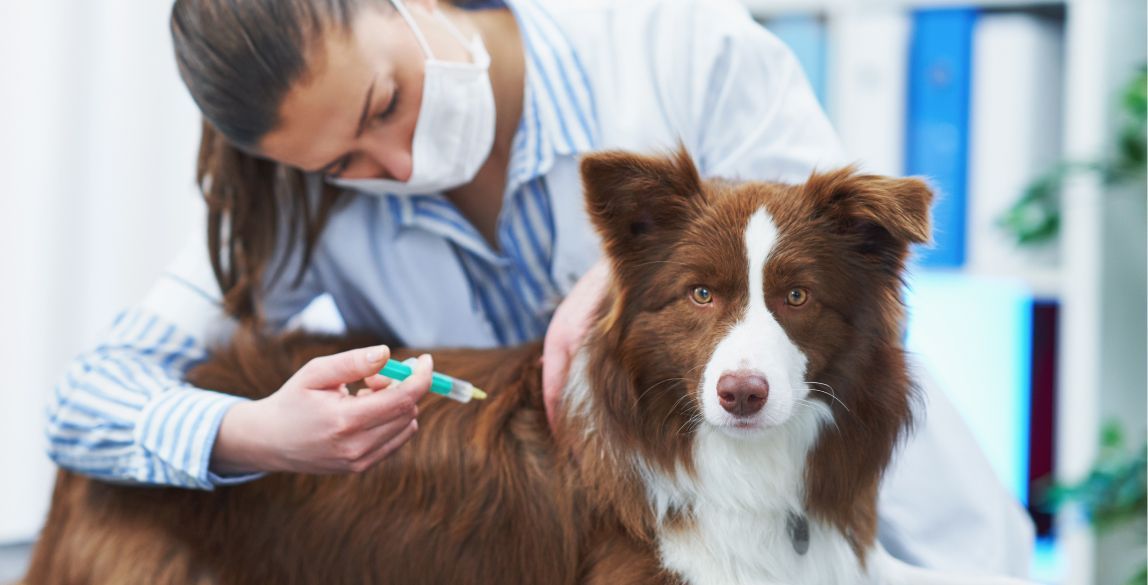 Ein Hund erhält eine Impfung gegen Leishmaniose beim Tierarzt.