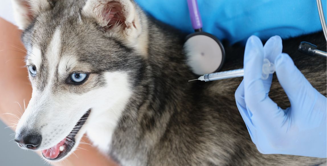 Ein Hund erhält seine Leptospirose-Impfung.