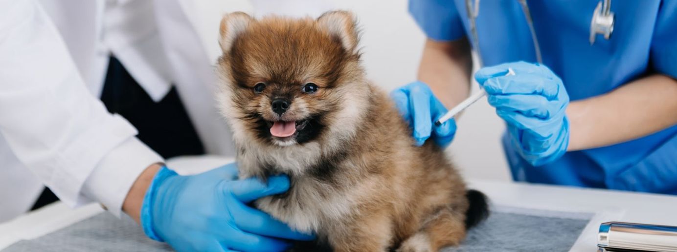 Ein Hund erhält eine Heptatitisimpfung.