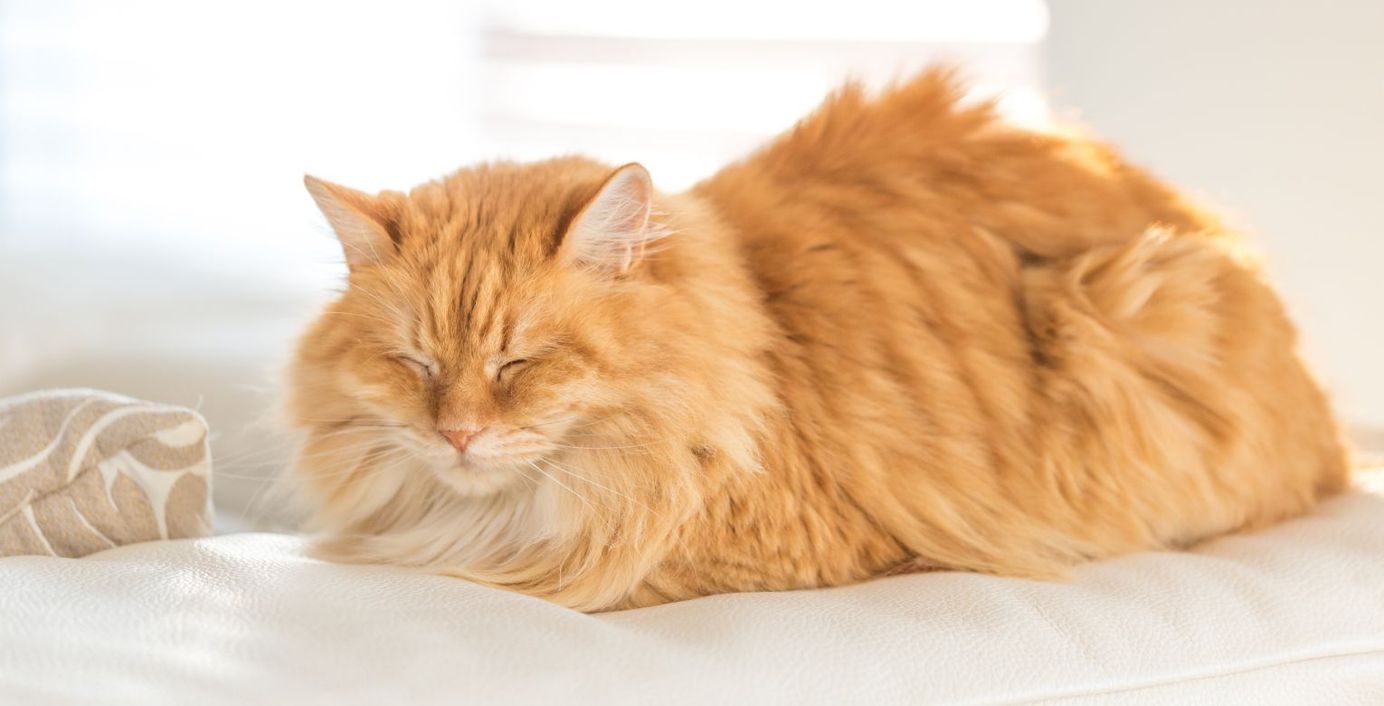 Eine Katze hat Fieber und ist schläfrig.