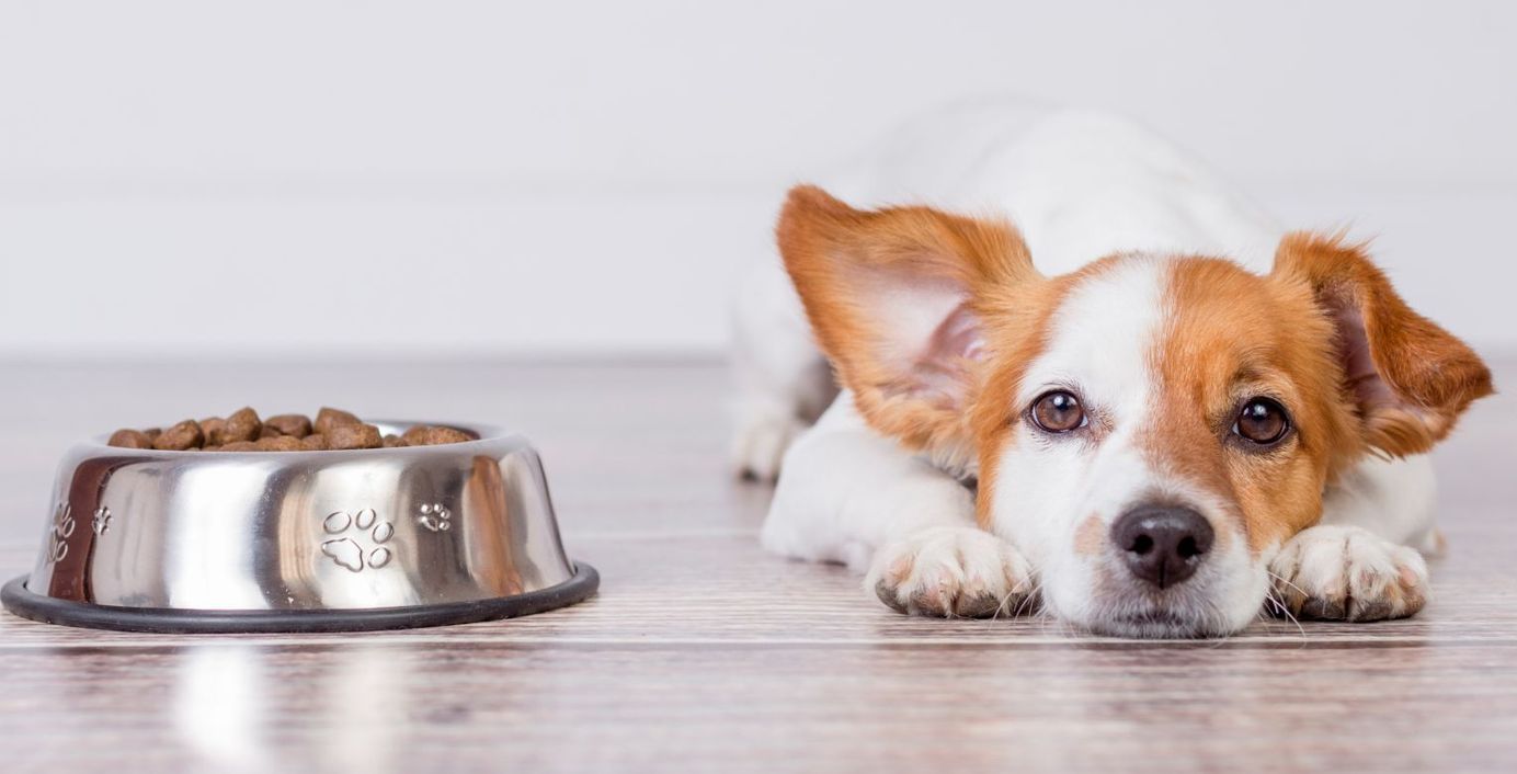 Ein Hund schmollt neben seinem vollen Fressnapf und will nicht fressen.