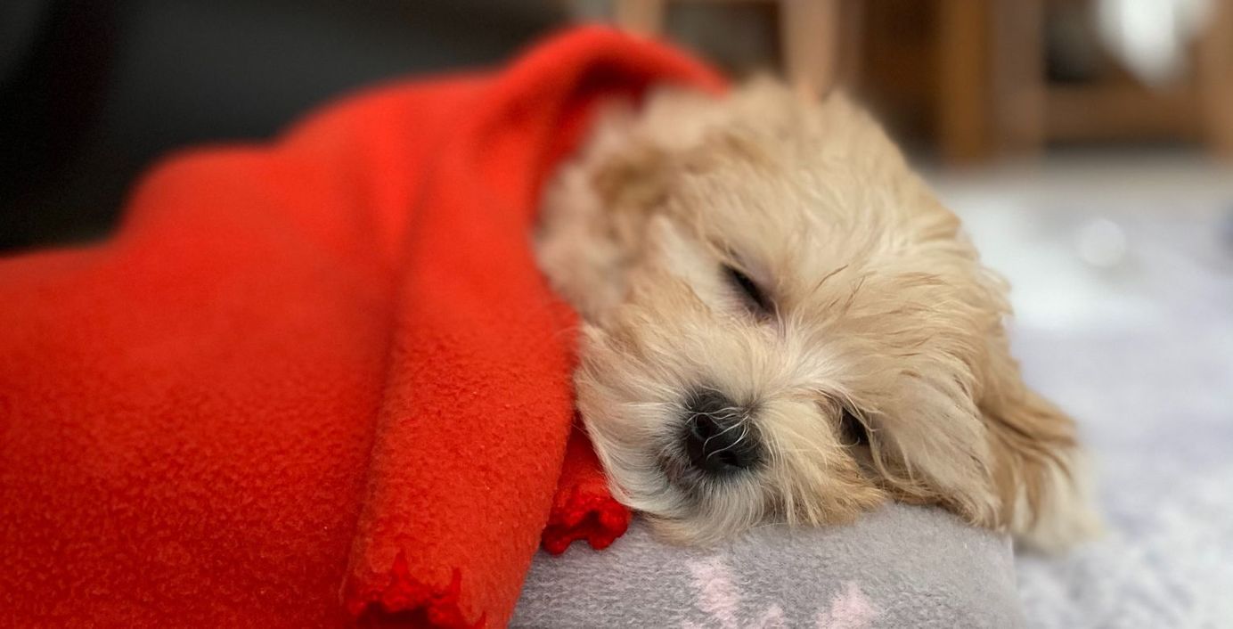 Ein Hund ist erkältet und fröstelt unter einer Decke.