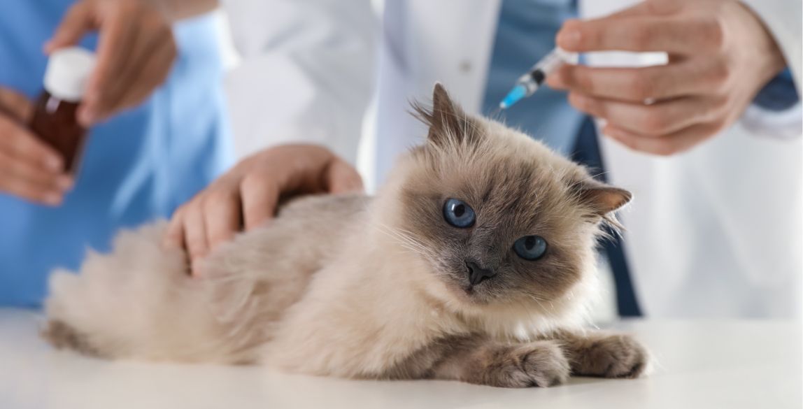 Eine Katze wird beim Tierarzt geimpft.