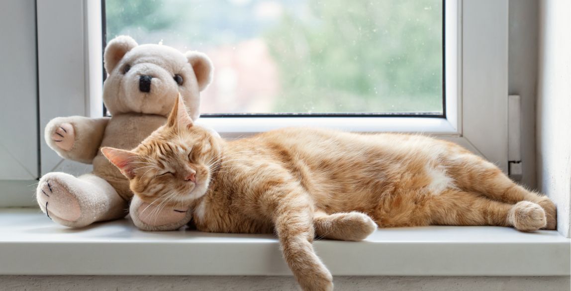 Eine schläfrige Katze liegt im Fensterbrett.