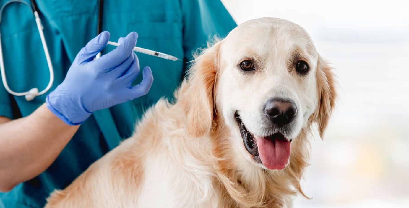 Ein Hund wird beim Tierarzt gegen Parvovirose geimpft.