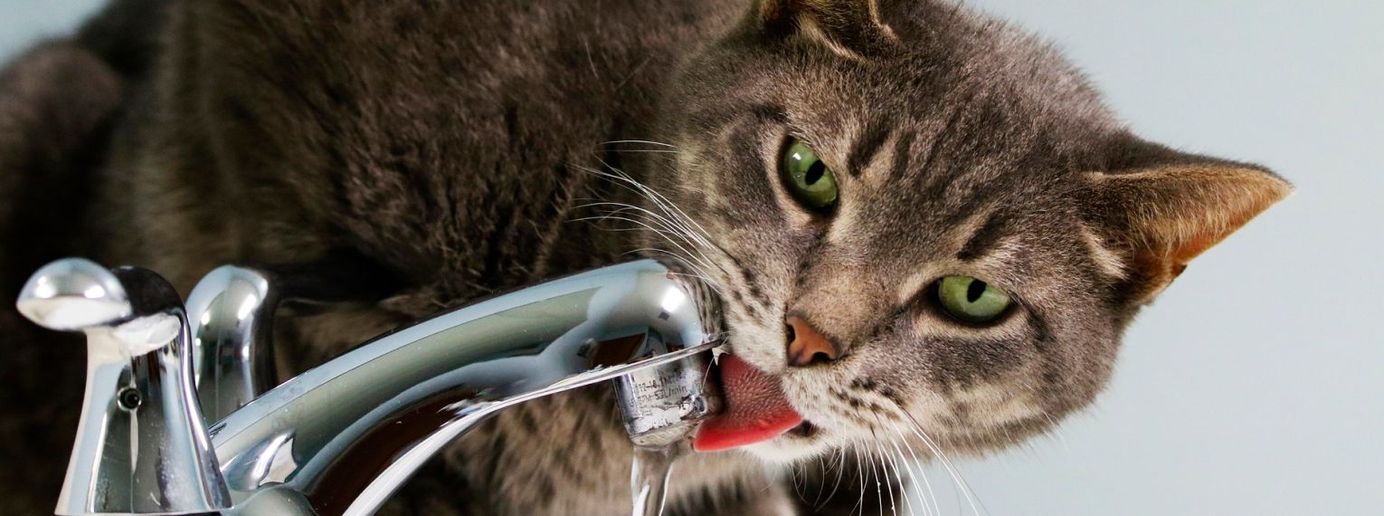 Eine Katze trinkt aus einem Wasserhahn.