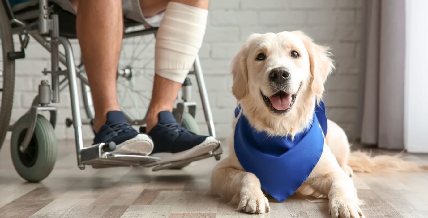 Ein Assistenzhund wacht neben seinem verletzten Herrchen.