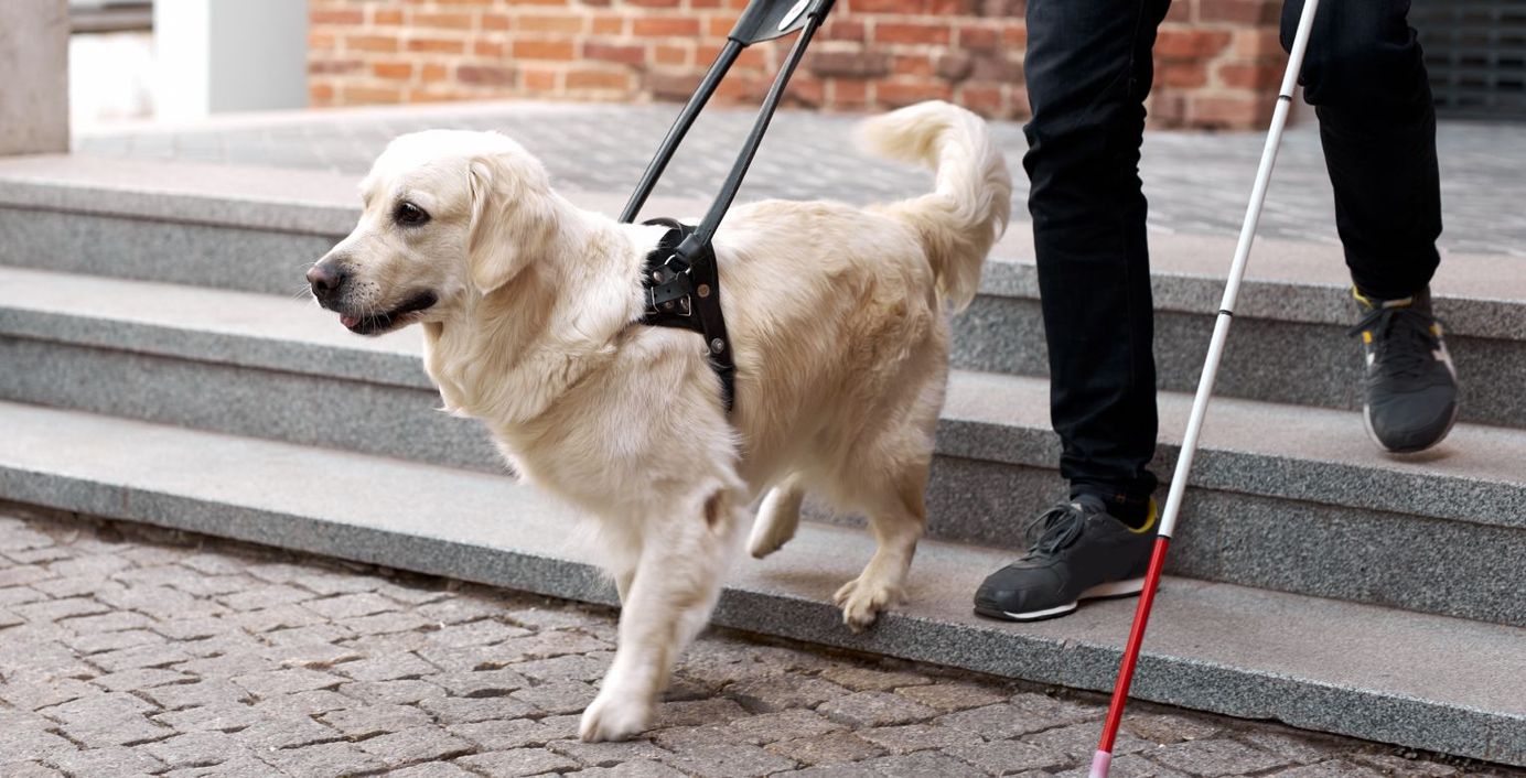 Ein Blindenhund führt sein Herrchen eine Treppe hinunter.