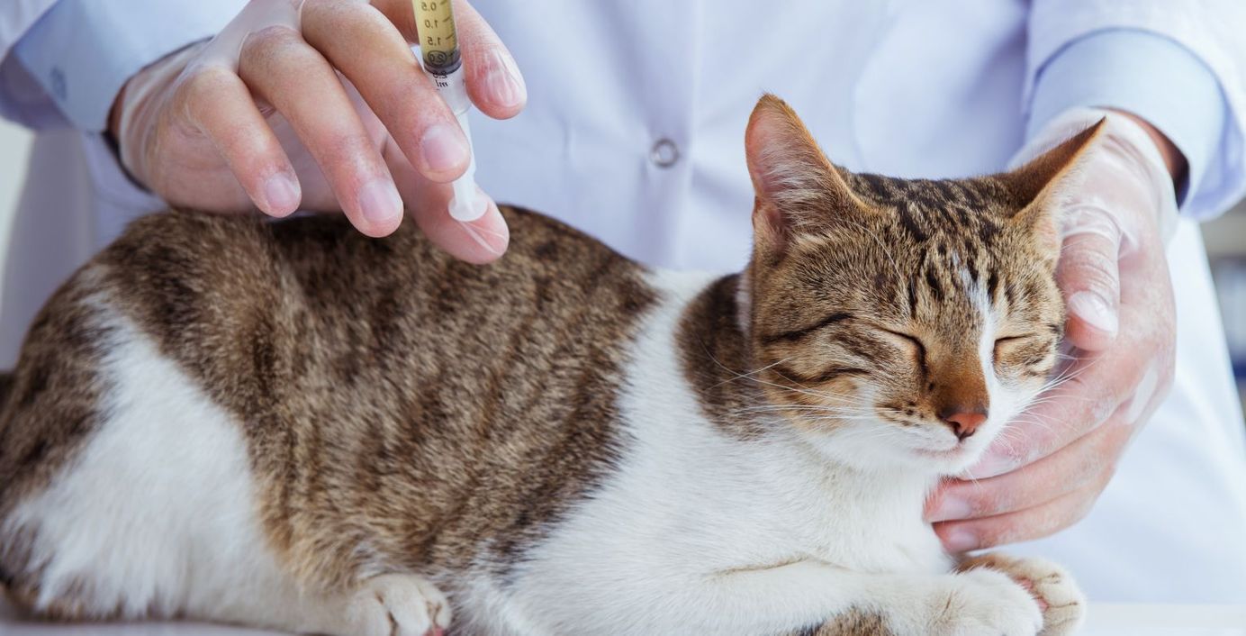 Eine Katze wird beim Tierarzt gegen FIP geimpft.