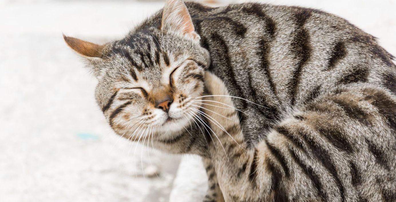 Eine Katze kratzt sich am Kinn.