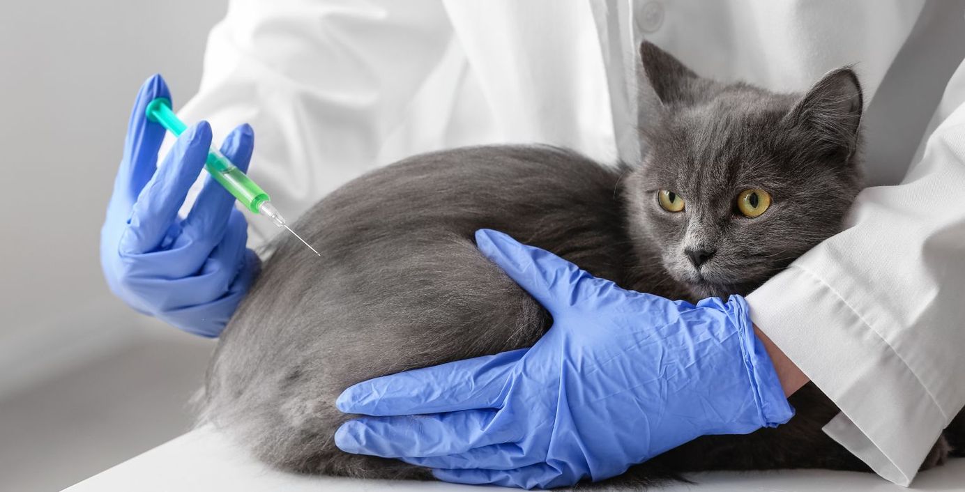 Eine Katze wird beim Tierarzt geimpft.