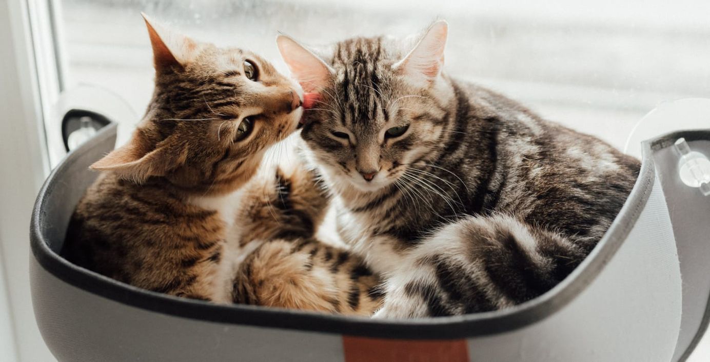 Zwei Katzen schmusen miteinander.