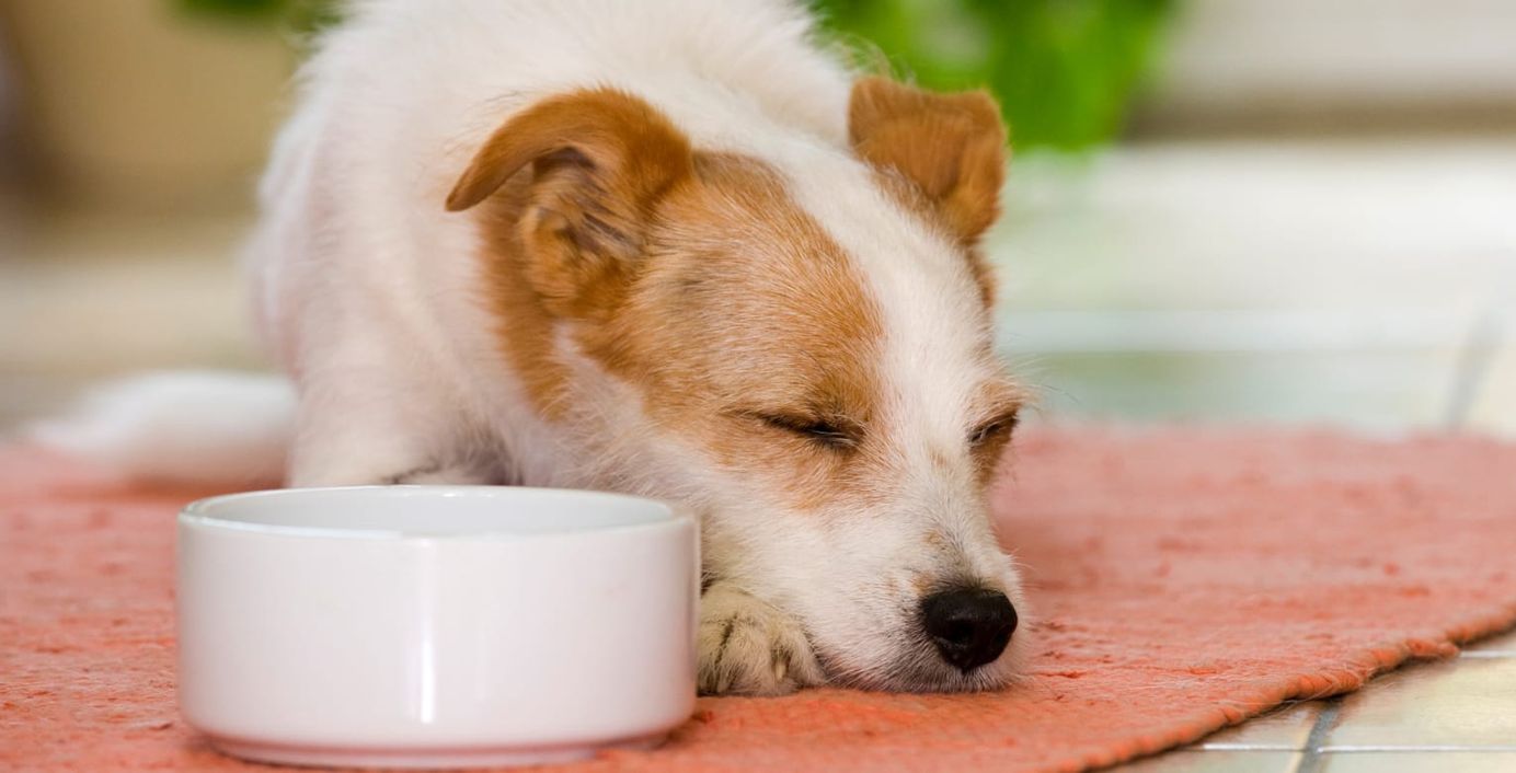 Ein Hund liegt erschöpft neben seinem Wassernapf.