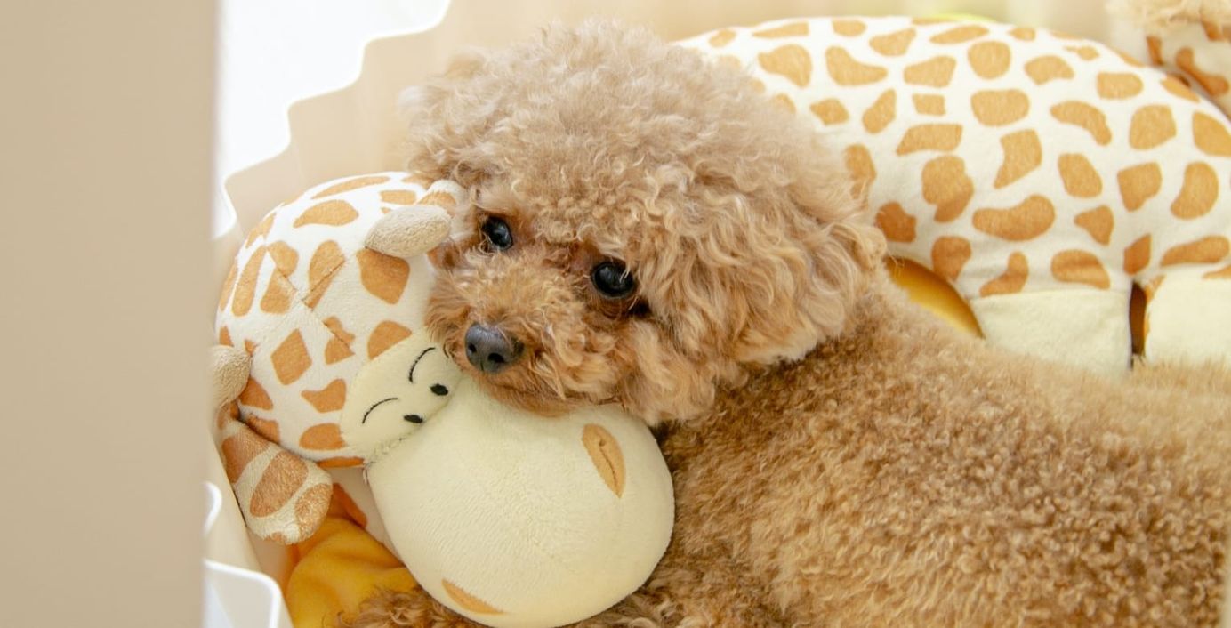 Ein Welpe kuschelt mit seinem Kuscheltier.