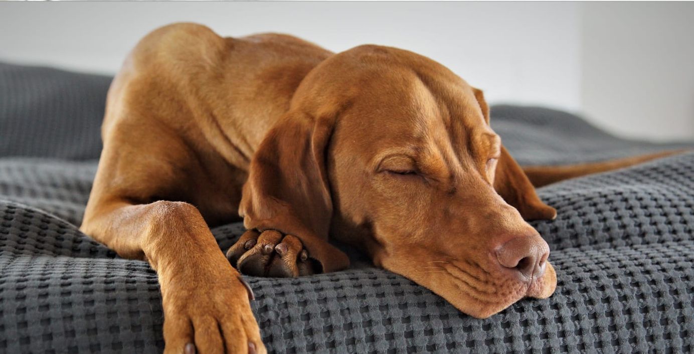 Eine Hündin liegt erschöpft auf einem Bett.