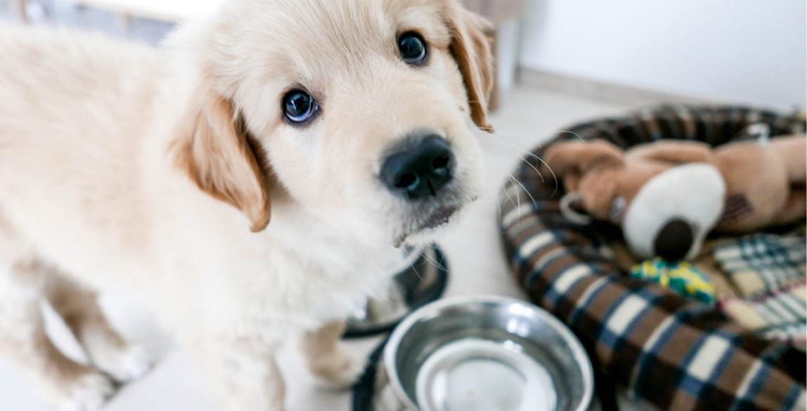 Ein Hund sitzt vor seinem Napf und will nicht trinken.