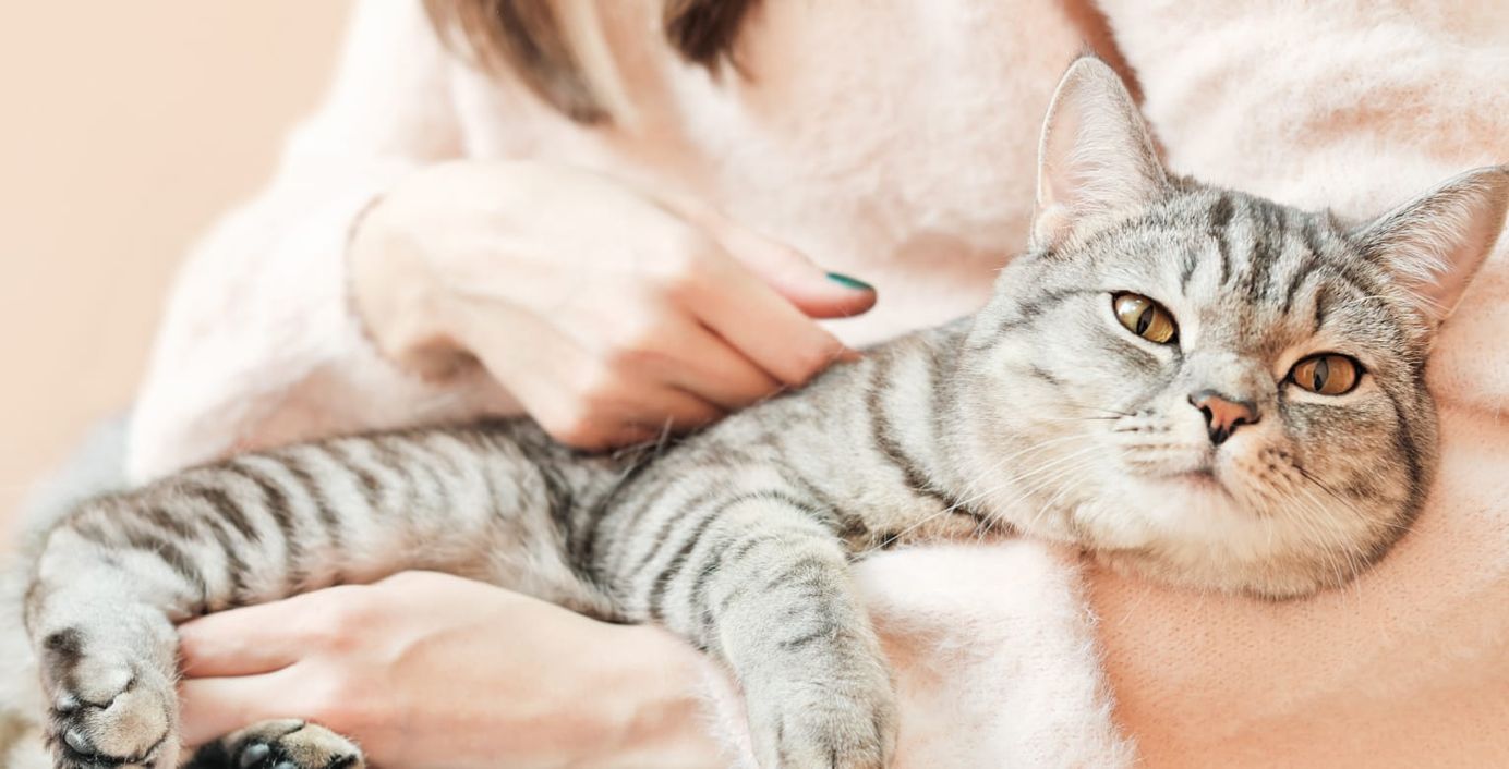 Eine zitternde Katze wird durch ihr Frauchen beruhigt.