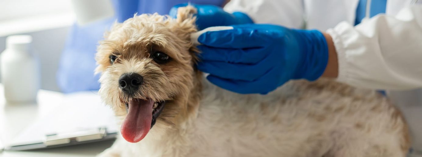 Ein Tierarzt untersucht die Ohren eines Hundes.