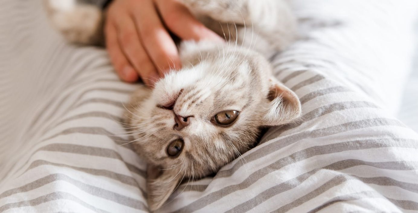 Eine Katze kuschelt im Bett ihres Herrchens.