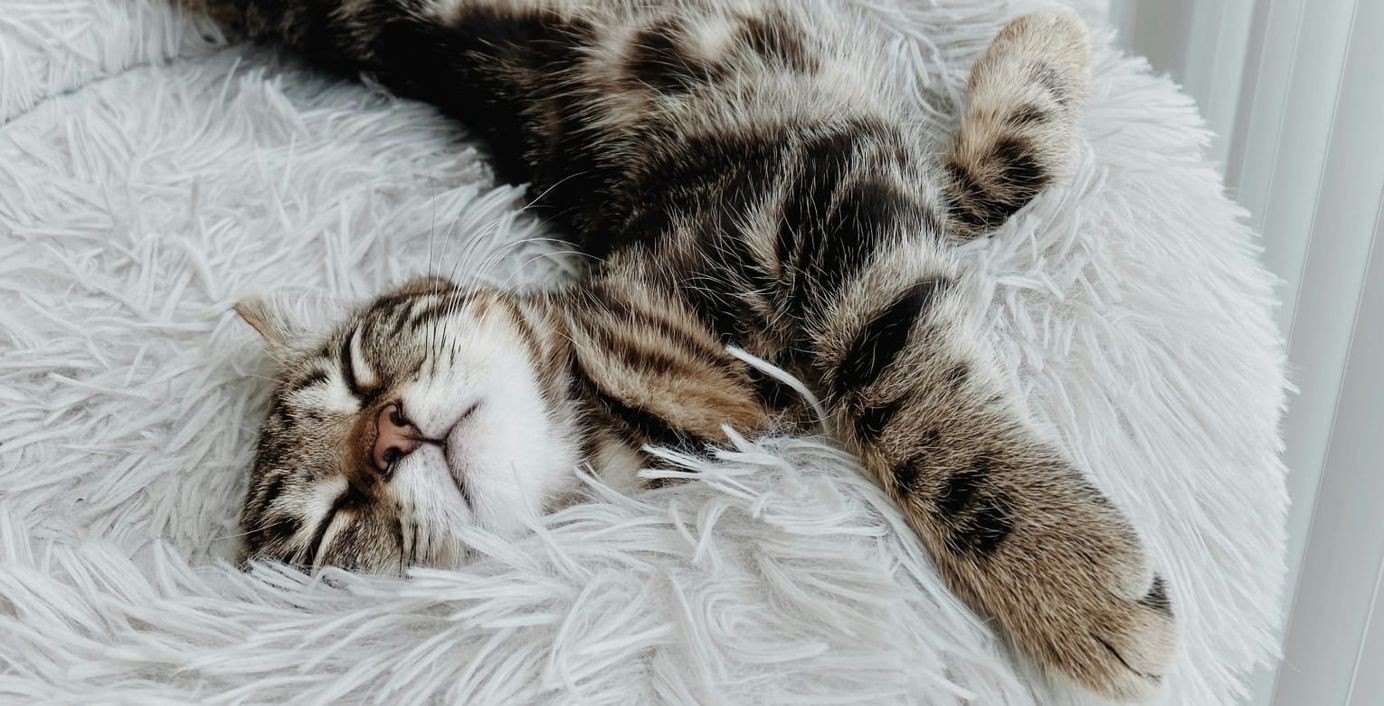 Eine Katze schläft in ihrem Bett.