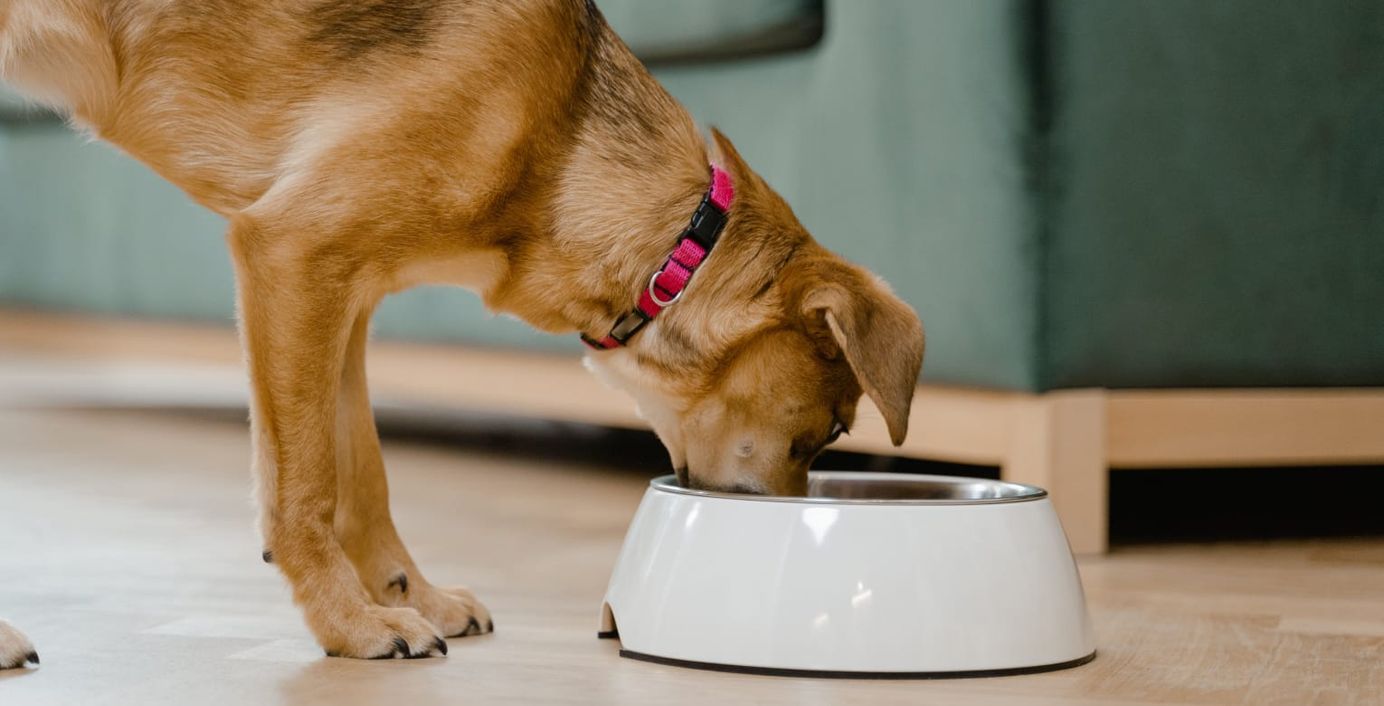 Ein Hund frisst aus seinem Futternapf.