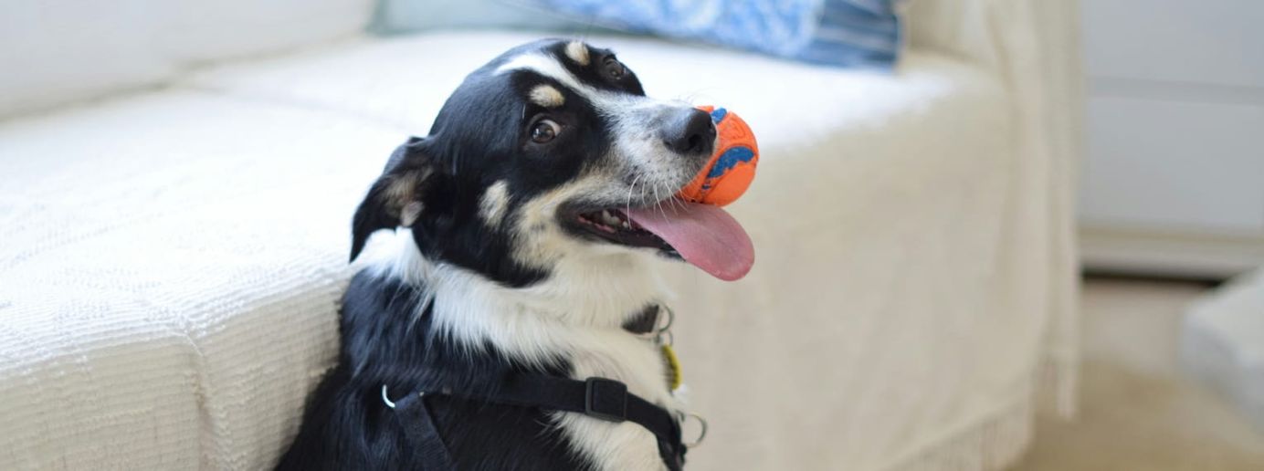 Ein Hund spielt mit seinem Ball.