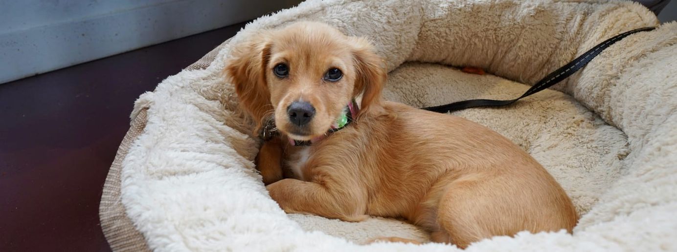 Ein Welpe liegt in seinem Hundebett.