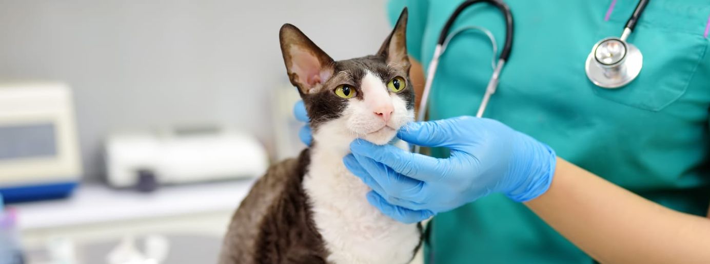 Eine Katze wird von einer Tierärztin untersucht.