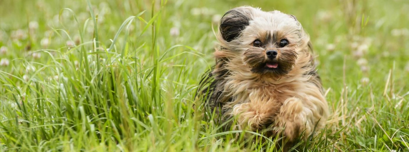 Ein kleiner Hund rennt durch hohes Gras.