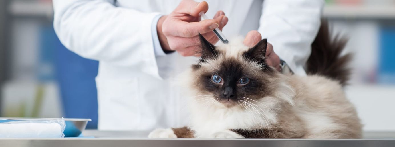 Eine Katze erhält eine Tollwutimpfung.