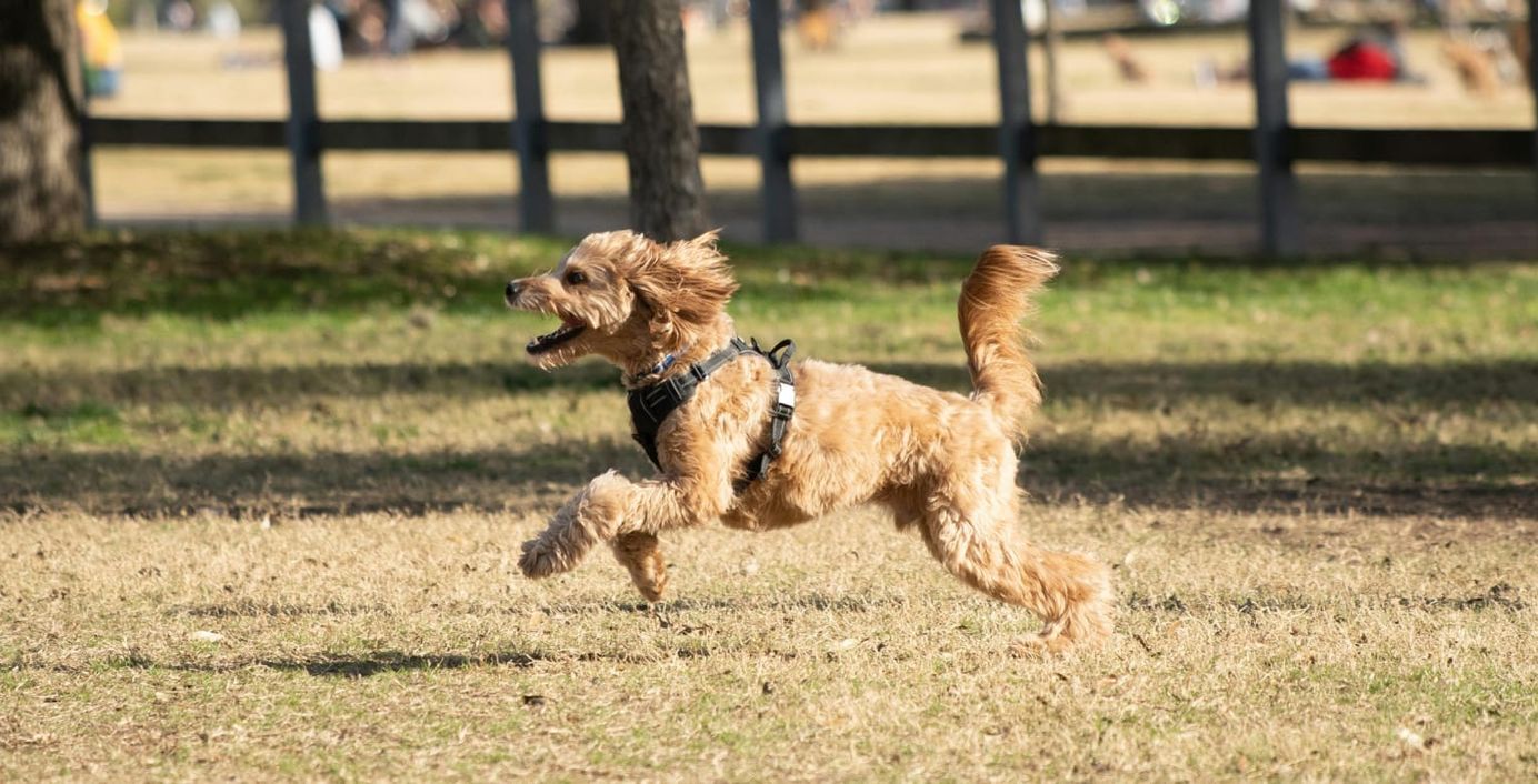 Ein Hund rennt über eine Wiese.