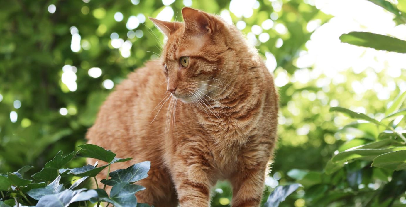 Eine Katze streift durch den Garten.