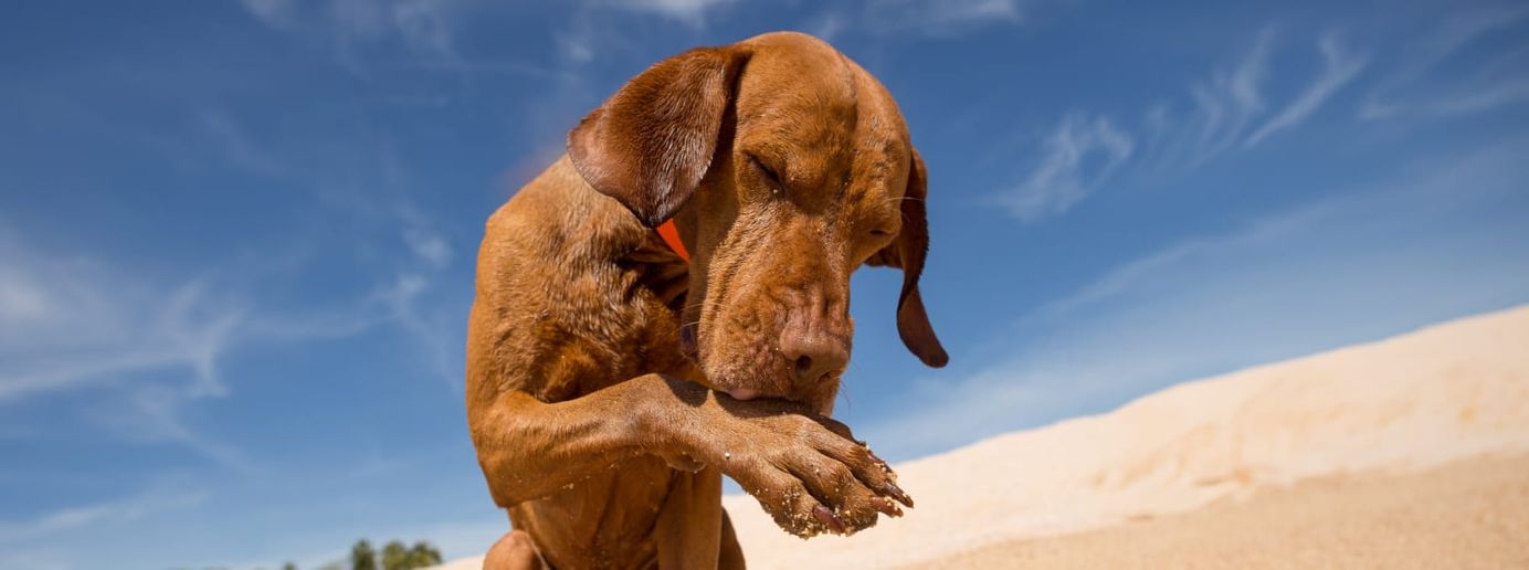 Ein Hund leckt sich die Pfote.