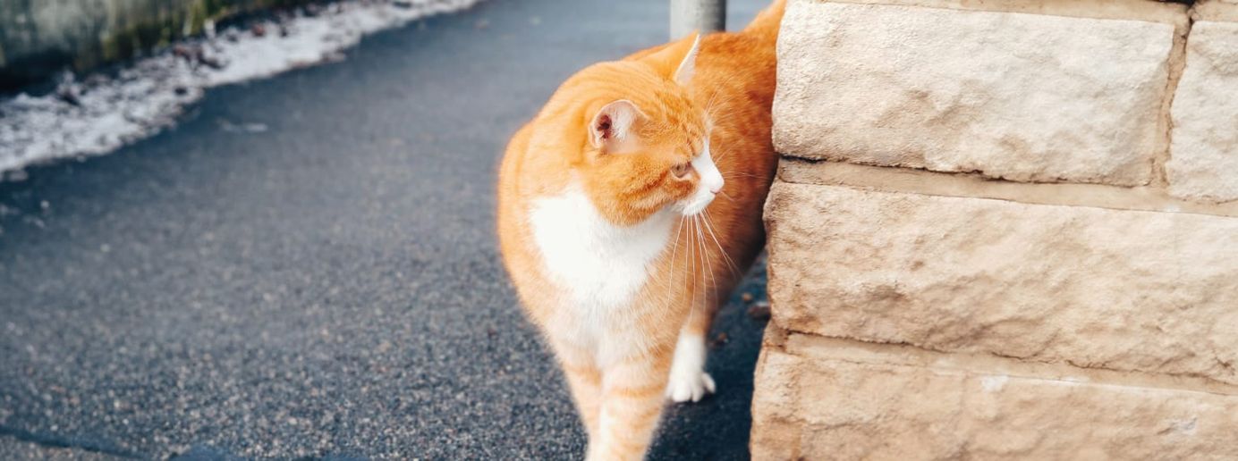 Eine Katze streift durch die Straßen.