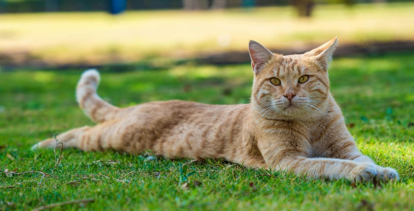 Eine orangene Katze liegt auf einer Wiese.