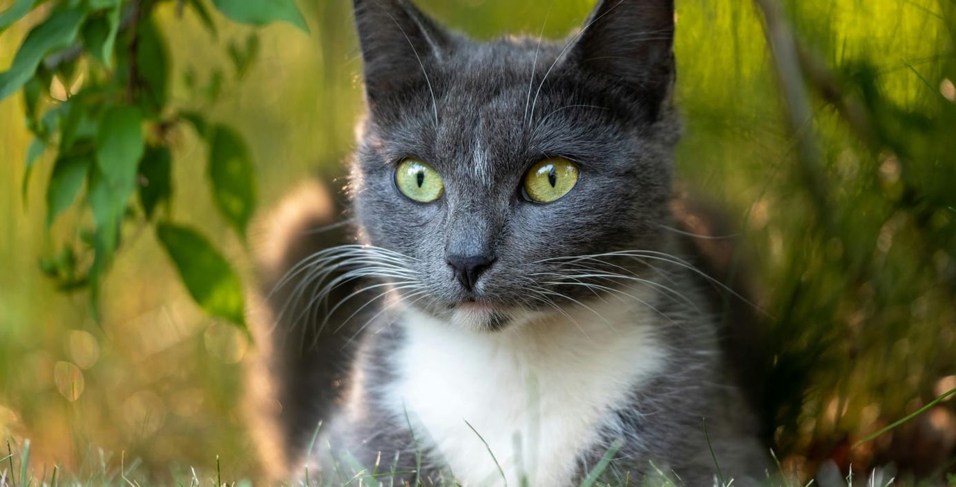 Eine Katze beobachtet die Natur.
