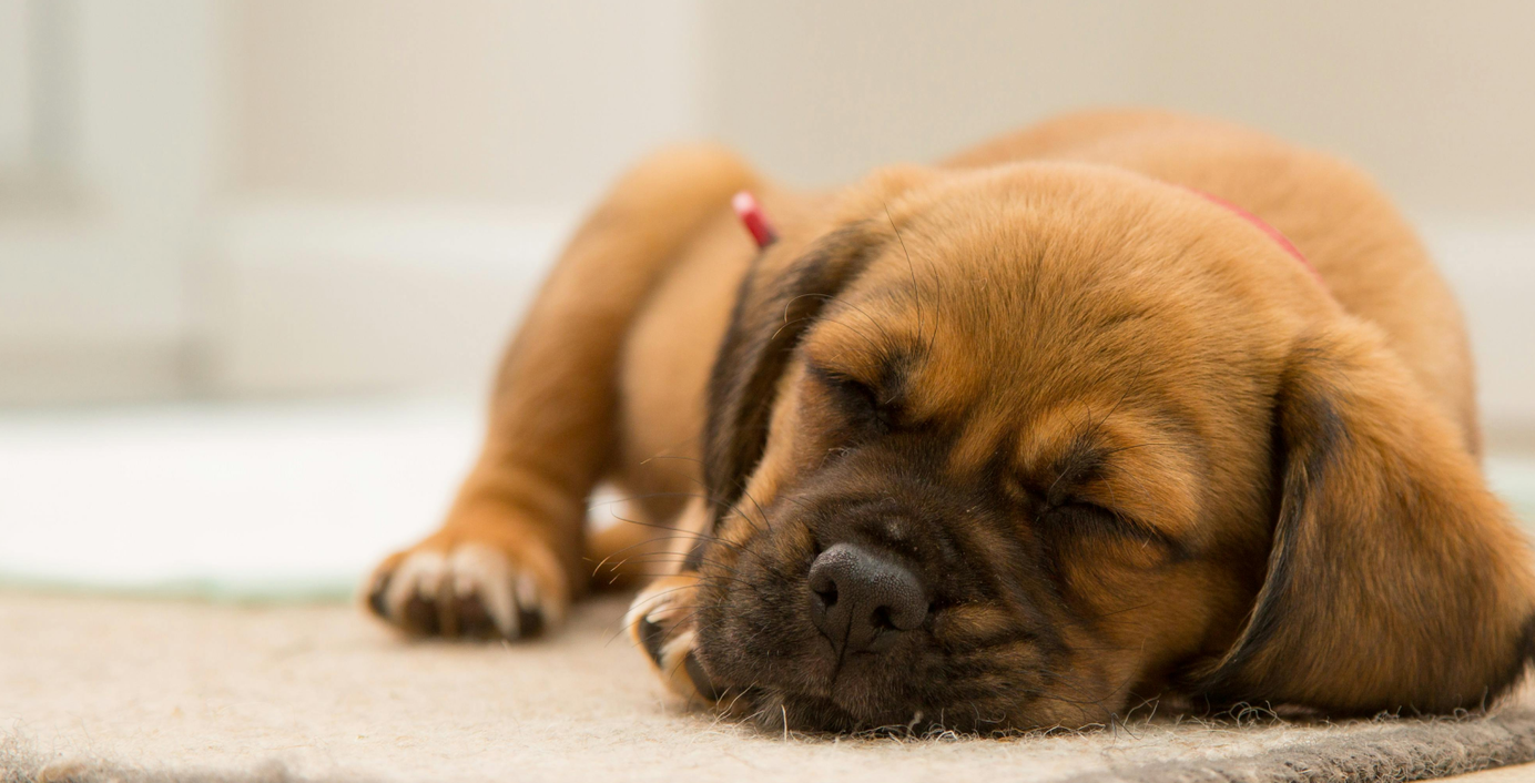 Ein kleiner Welpe schläft auf einer Matte.