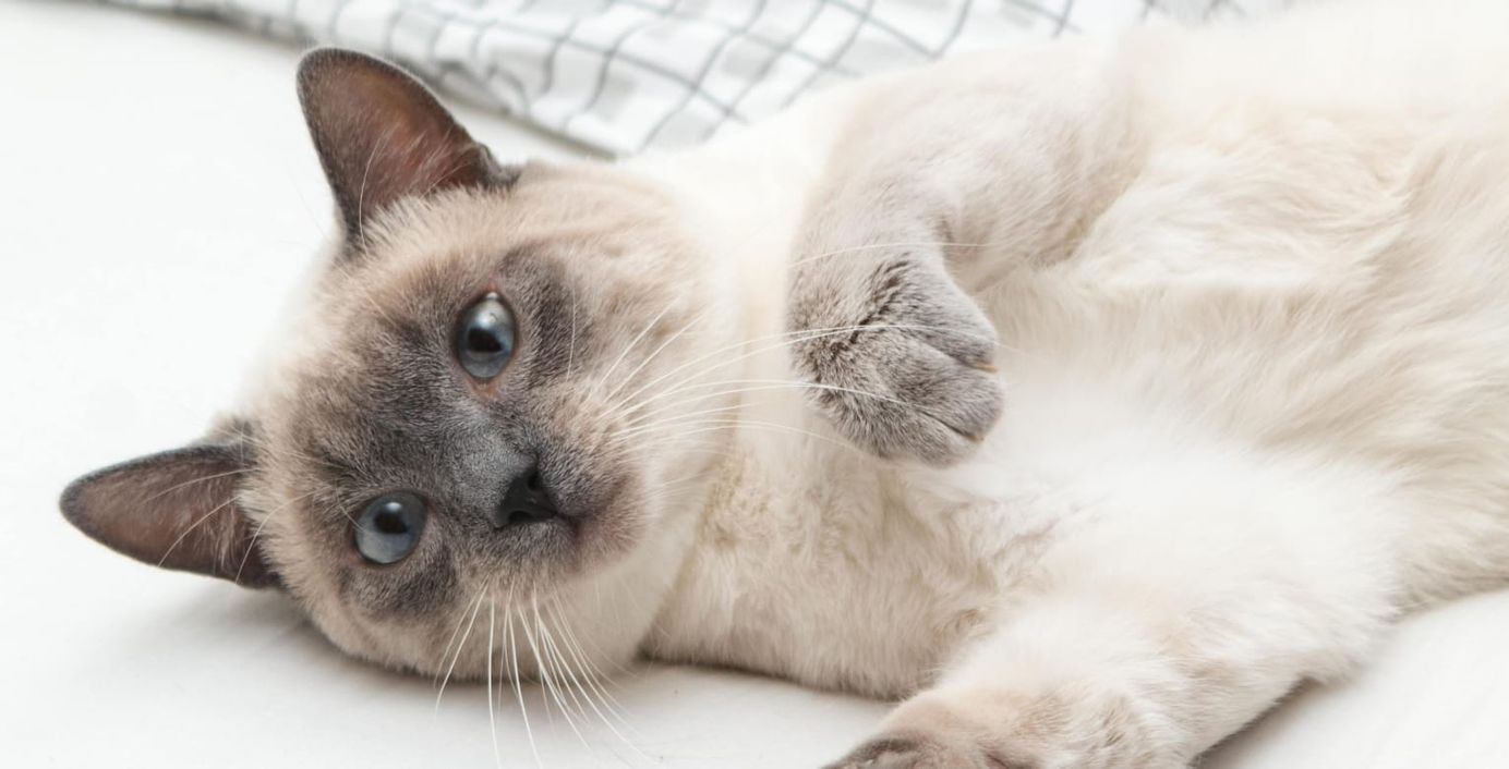 Eine Katze liegt auf einem Bett.