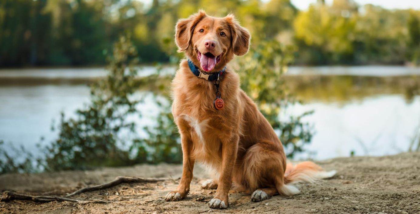 Ein Hund sitzt vor einem See.