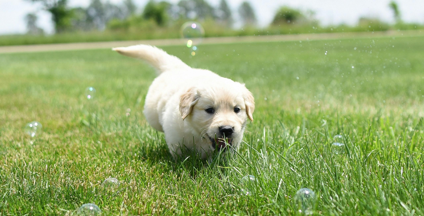Ein Welpe spielt auf einer Wiese.