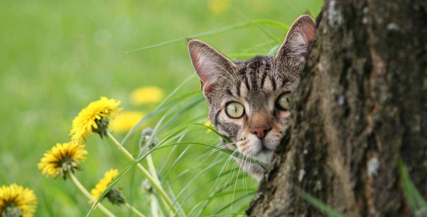 Ein Kätzchen schleicht durch hohes Gras.