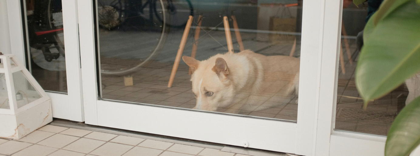 Ein Hund schaut sehnsüchtig durch das Terassen-Fenster nach draußen.