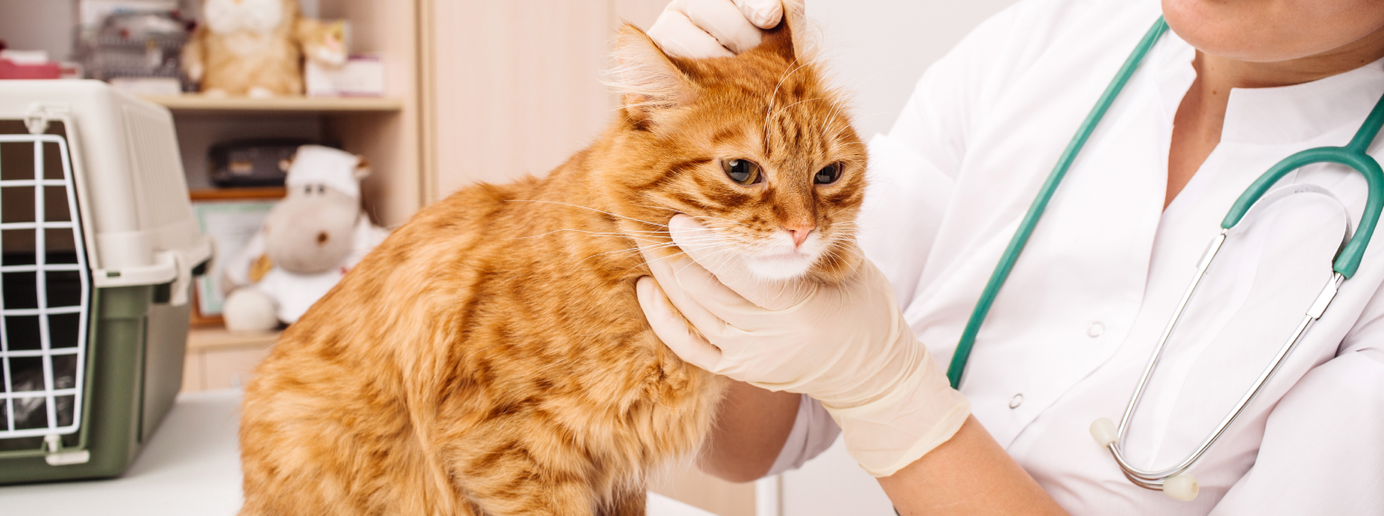 Eine Tierärztin untersucht die Ohren einer Katze.